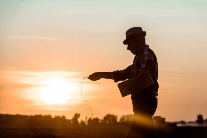 Profile,Of,Senior,Farmer,In,Straw,Hat,Sowing,Seeds,During