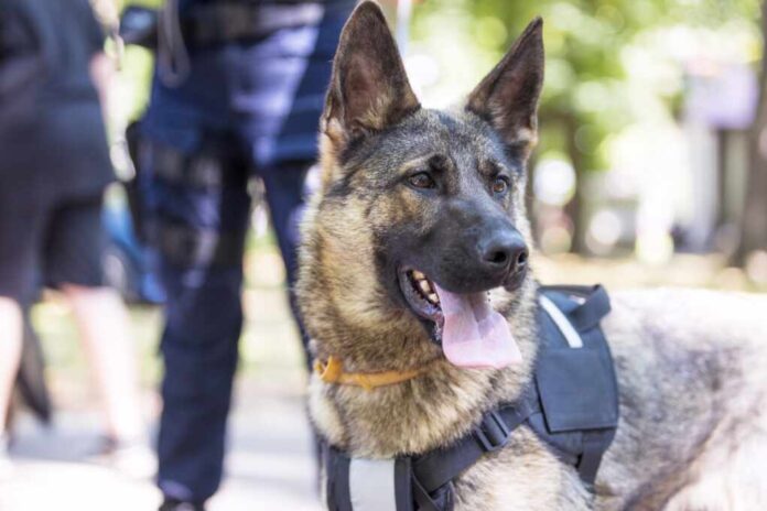 Policeman,With,A,German,Shepherd,On,Duty.,Police,Dog.