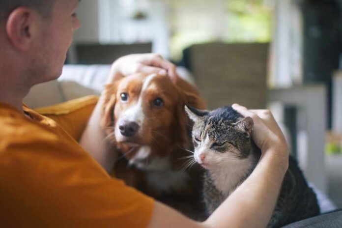 Man,Sitting,On,Sofa,With,Domestic,Animals.,Pet,Owner,Stroking
