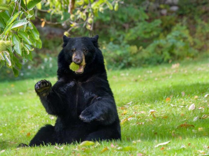 American,Black,Bear,Sitting,Under,A,Chestnut,With,A,Spiny