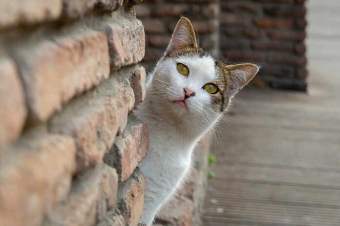 A,Funny,White,Cat,With,A,Colorful,Back,Peeks,Out