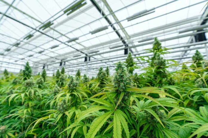 The,Flowering,Colas,Of,Mature,,Legal,Cannabis,Plants
