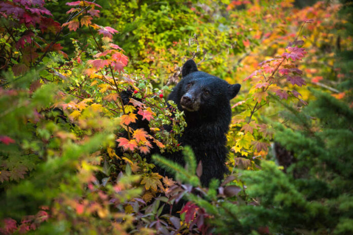 This,Black,Bear,Was,Gorging,Herself,On,Berries,Fattening,Herself
