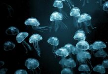 Deadly Jellyfish Strike: Tourist Safety Fail