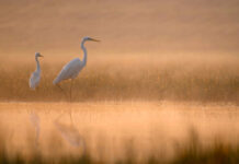 Roller Coaster Bird Strike: Who’s at Fault?