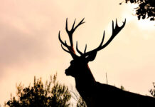 Wild Deer Turns Shopping Trip Into Panic