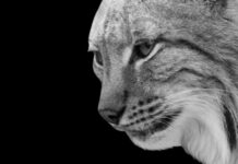 White Ghost Lynx Sighting Stuns Experts