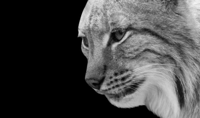 Lynx,Wild,Big,Cat,Closeup,Beautiful,Face