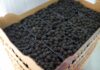 1,600 Lbs Meth Hidden in Blackberry Shipment
