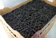 1,600 Lbs Meth Hidden in Blackberry Shipment