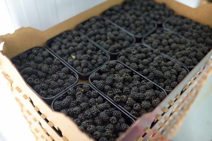 Stack,Of,Boxes,With,Organic,Homegrown,Berries,Are,On,Warehouse