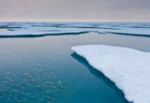 Arctic Algae Rewrite Biology Textbooks