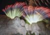 Mount Rushmore fireworks return after five-year hiatus for