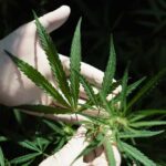 A gloved hand holding a cannabis plant with green leaves