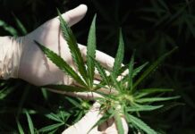 $30B Market Shaken: Cannabis Benefits Debunked A gloved hand holding a cannabis plant with green leaves