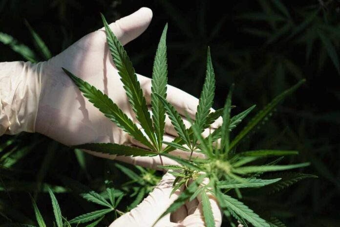 A gloved hand holding a cannabis plant with green leaves