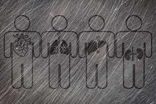 Illustration of human figures with internal organs depicted