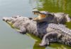 Two crocodiles basking in green water