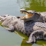 Israel Takes Crocodile Moat Plan Seriously Two crocodiles basking in green water