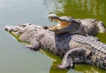 Israel Takes Crocodile Moat Plan Seriously Two crocodiles basking in green water