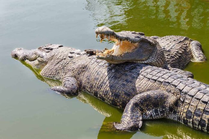 shutterstock_97827278 Two crocodiles basking in green water