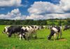 Holstein cows grazing in a green pasture under a partly cloudy sky