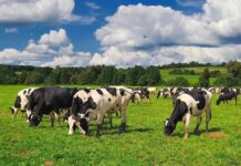 Jobs On The Line As Tyson Retreats Holstein cows grazing in a green pasture under a partly cloudy sky
