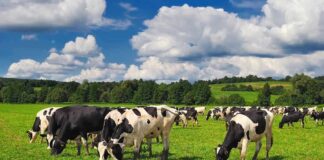 Holstein cows grazing in a green pasture under a partly cloudy sky