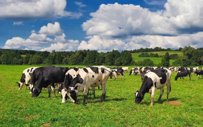 shutterstock_733552561 Holstein cows grazing in a green pasture under a partly cloudy sky