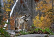 Gray wolf standing on rocks in an autumn forest