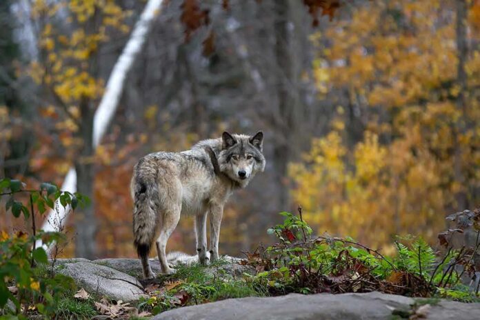 Gray wolf standing on rocks in an autumn forest